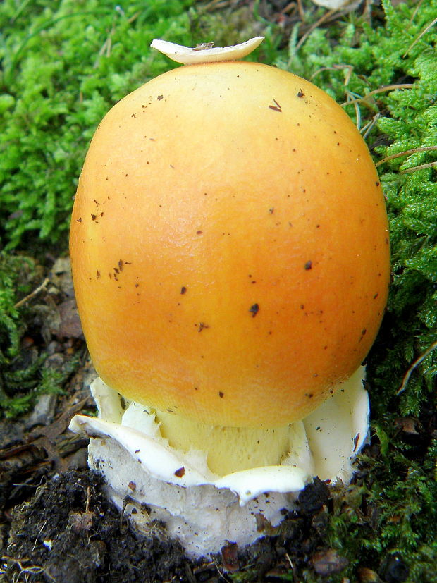 muchotrávka cisárska Amanita caesarea (Scop.) Pers.