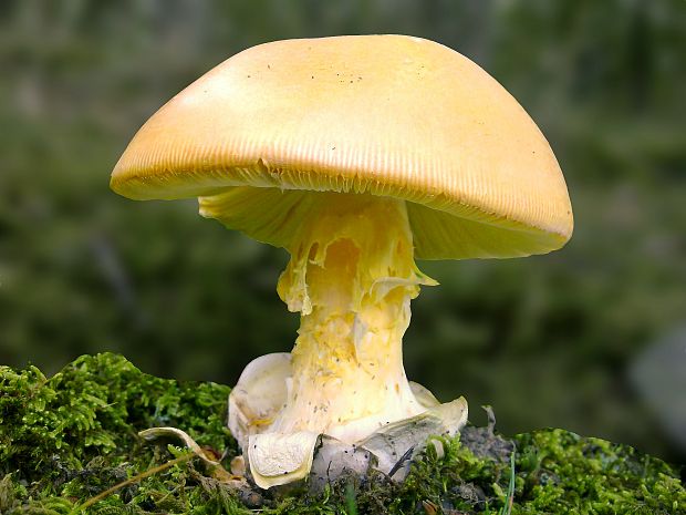 muchotrávka cisárska Amanita caesarea (Scop.) Pers.