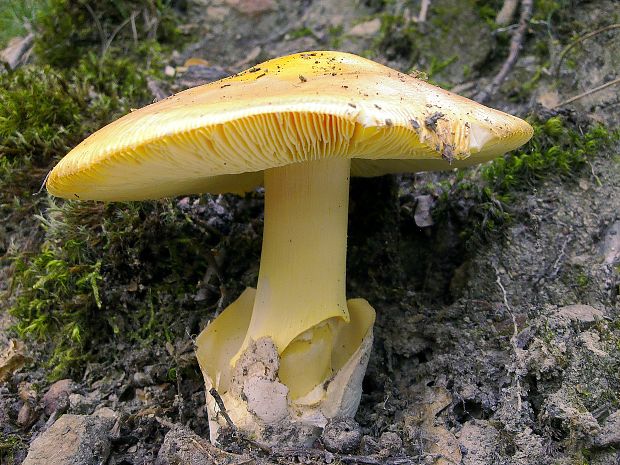 muchotrávka cisárska Amanita caesarea (Scop.) Pers.