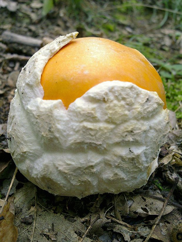 muchotrávka cisárska Amanita caesarea (Scop.) Pers.