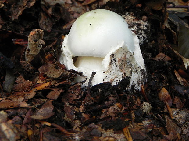 muchotrávka zelená Amanita phalloides (Vaill. ex Fr.) Link