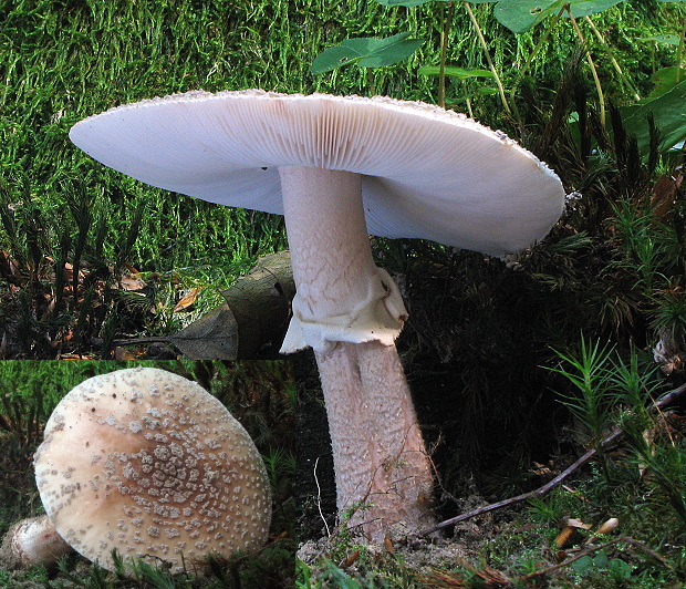 muchotrávka červenkastá Amanita rubescens Pers.