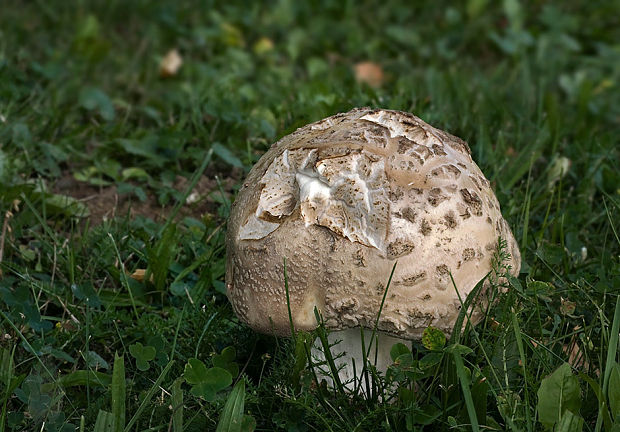 muchotrávka šiškovitá Amanita strobiliformis Gonn. & Rabenh.