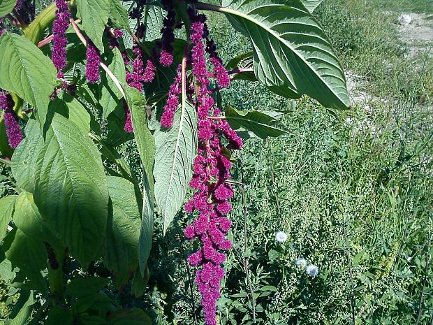 burina, alebo kultura. Amaranthus sp.