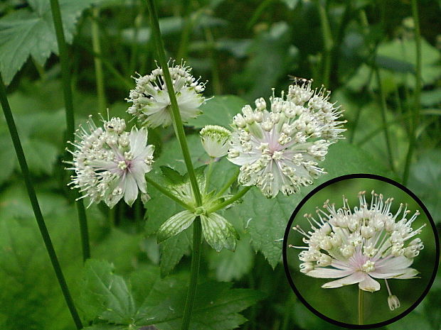 jarmanka väčšia Astrantia major L.