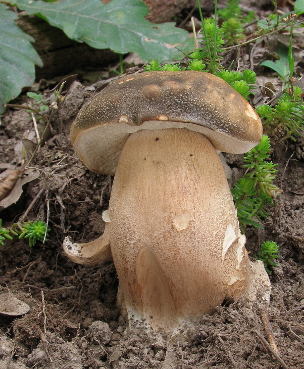 hríb bronzový Boletus aereus Bull. ex Fr.