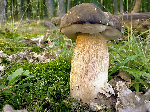 hríb bronzový Boletus aereus Bull. ex Fr.