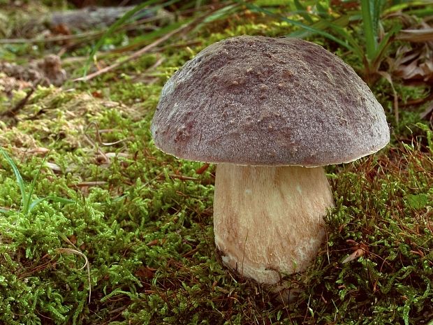 hríb sosnový Boletus pinophilus Pil. et Dermek in Pil.