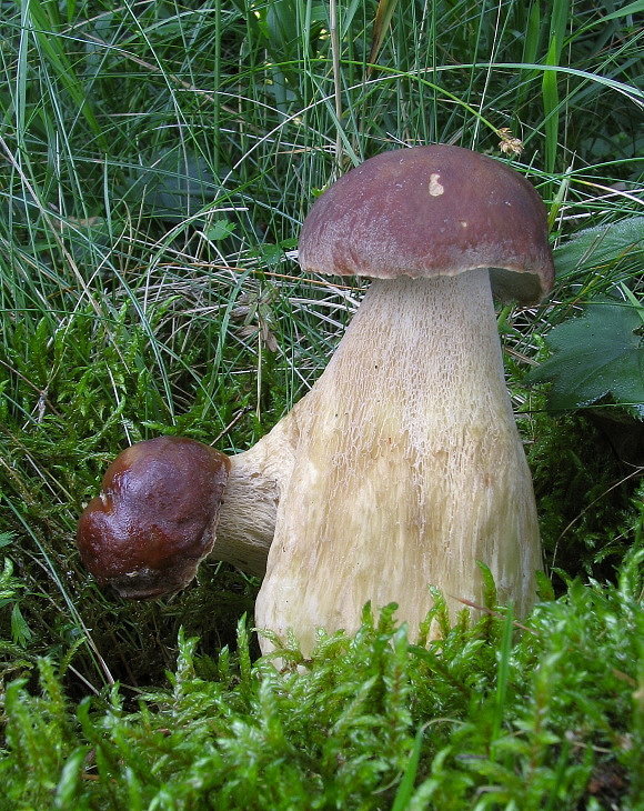 hríb dubový Boletus reticulatus Schaeff.