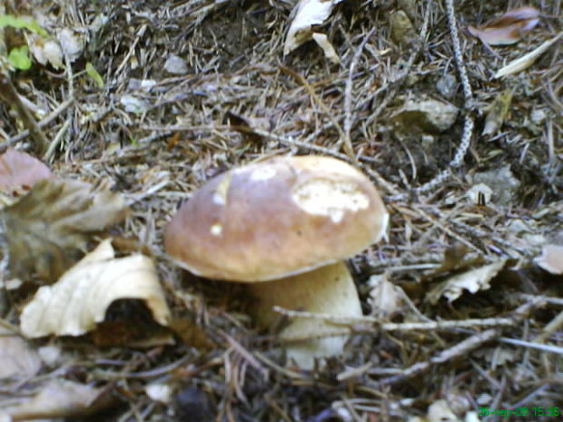 hríb dubový Boletus reticulatus Schaeff.