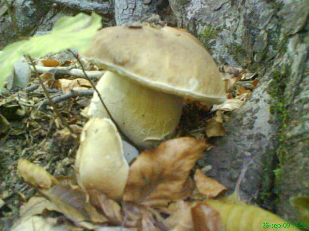 hríb dubový  Boletus reticulatus Schaeff.