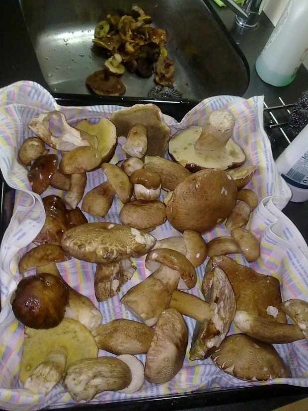 hríb dubový Boletus reticulatus Schaeff.