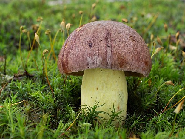 hríb príveskatý Butyriboletus appendiculatus (Schaeff. ex Fr.) Secr.