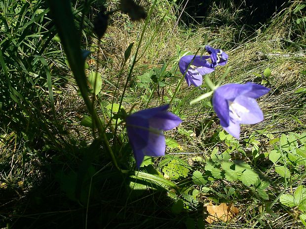 zvonček broskyňolistý Campanula persicifolia L.