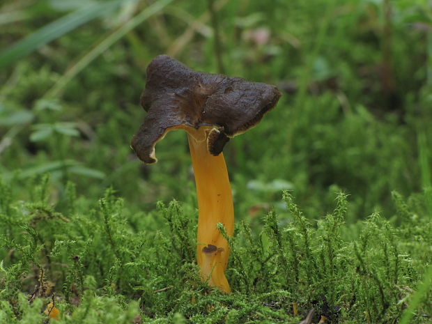 kuriatko žltohnedé Cantharellus lutescens Fr.