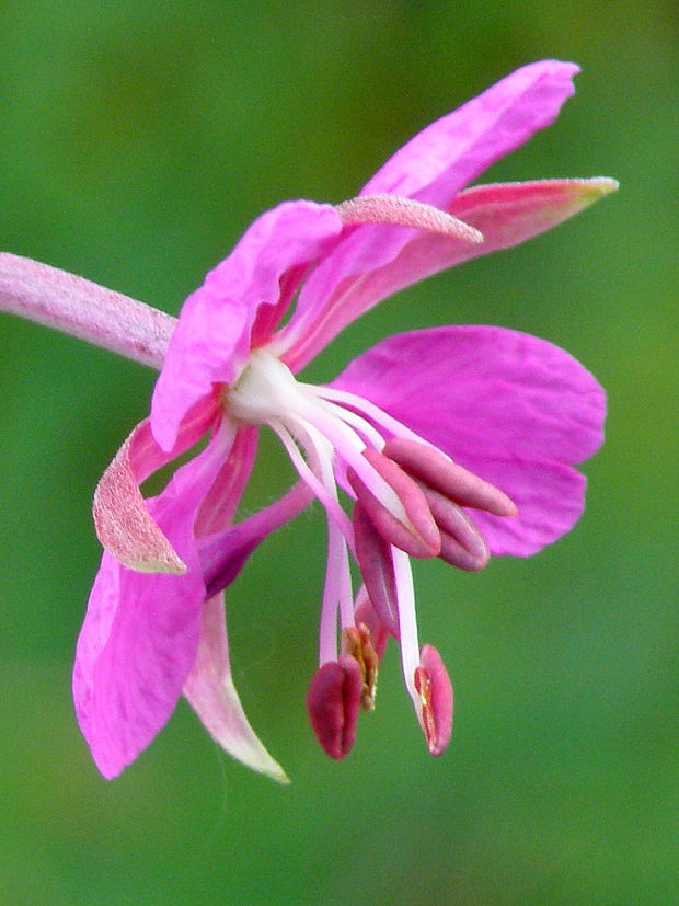 kyprina úzkolistá Chamerion angustifolium (L.) Holub