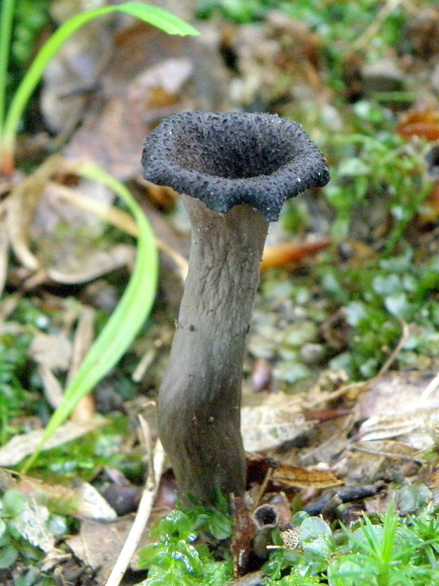 lievik trúbkovitý Craterellus cornucopioides (L.) Pers.