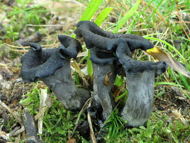 lievik trúbkovitý Craterellus cornucopioides (L.) Pers.