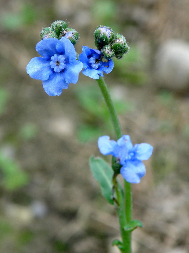 psojazyk Cynoglossum  sp.