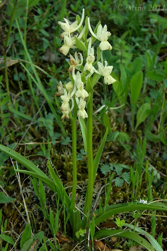 vstavačovec Dactylorhiza romana (Sebastiani &amp; Mauri) Soó