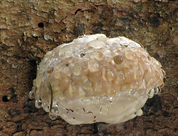 práchnovček pásikavý Fomitopsis pinicola (Sw.) P. Karst.