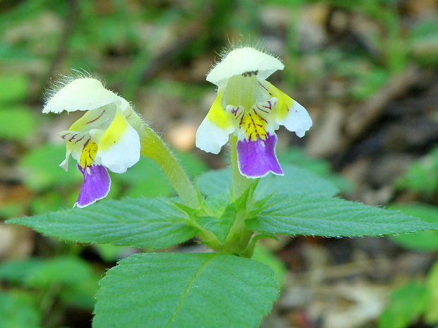 konopnica úhľadná Galeopsis speciosa Mill.