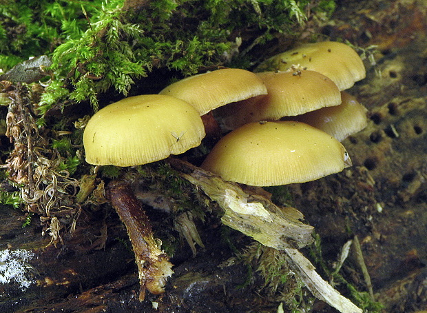 kapucňovka okrovohnedastá Galerina marginata (Batsch) Kühner