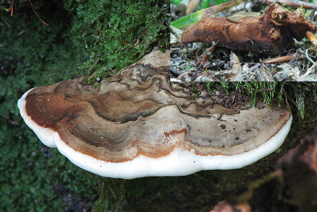 lesklokôrovka plochá Ganoderma applanatum (Pers.) Pat.