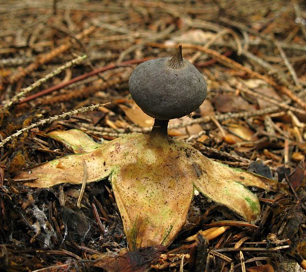 hviezdovka dlhokrčková Geastrum pectinatum Pers.