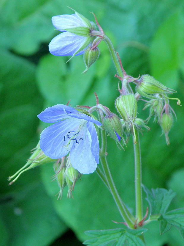 pakost lúčny Geranium pratense L.