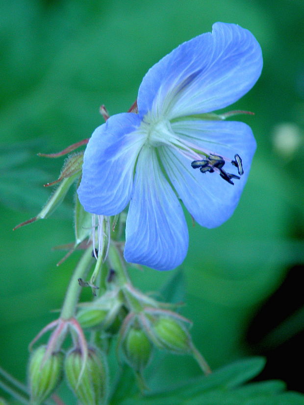 pakost lúčny Geranium pratense L.