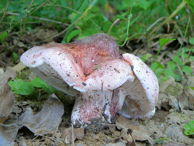 šťavnačka plávkovitá Hygrophorus russula (Schaeff.) Kauffman