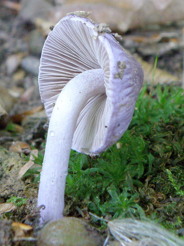 vláknica hlinovolupeňová Inocybe geophylla P. Kumm.