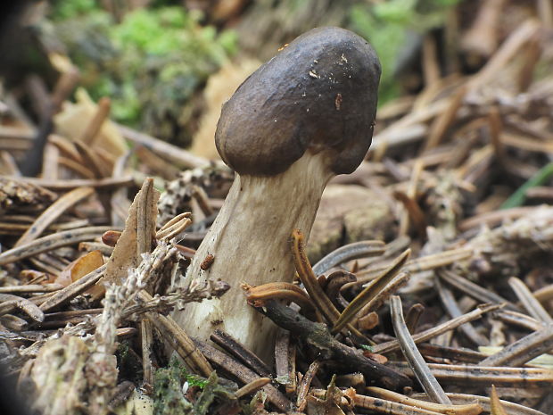 vláknica Inocybe sp.