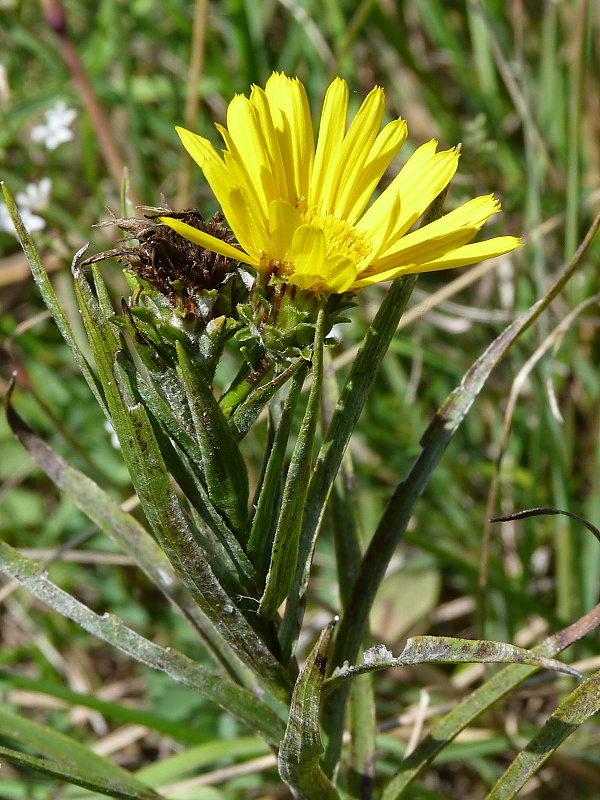 oman mečolistý Inula ensifolia L.