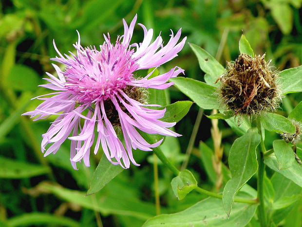 nevädzovec frygický Jacea phrygia (L.) Soják