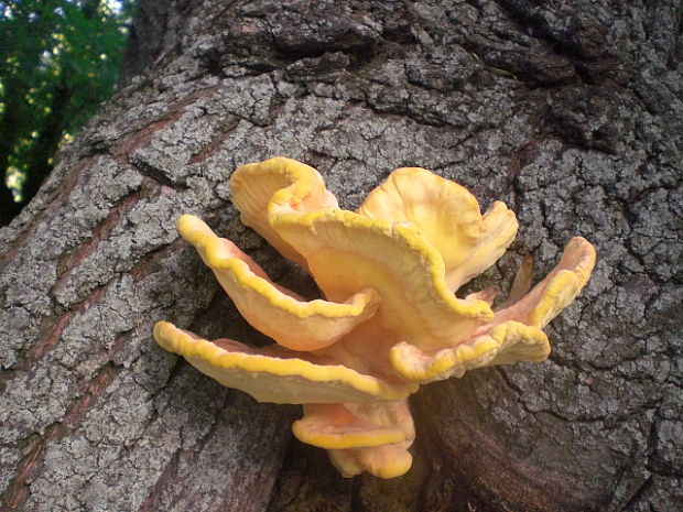 sírovec obyčajný Laetiporus sulphureus (Bull.) Murrill