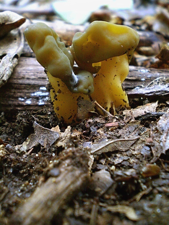 klincovka slizká Leotia  lubrica