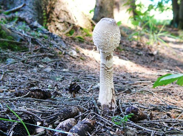 bedľa vysoká Macrolepiota procera (Scop.) Singer