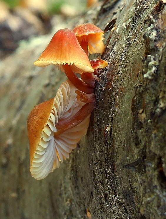 prilbička žltohlúbiková Mycena renati Quél.