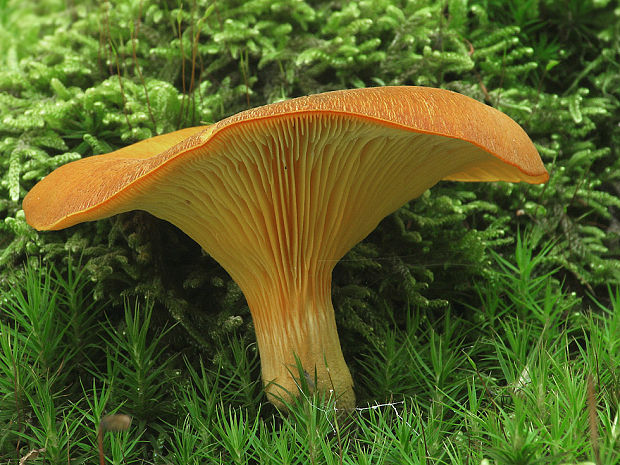 kališník hnedooranžový Omphalotus olearius (DC.) Singer