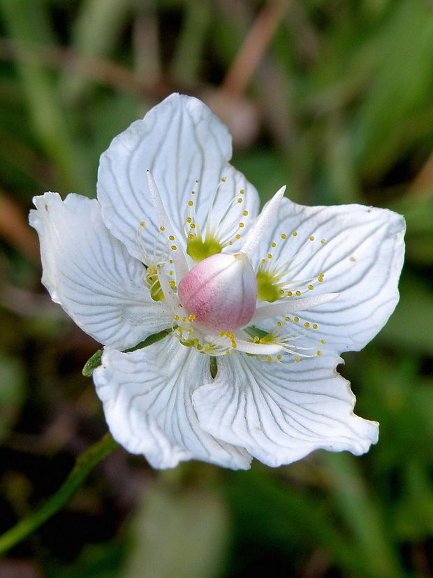 bielokvet močiarny Parnassia palustris L.