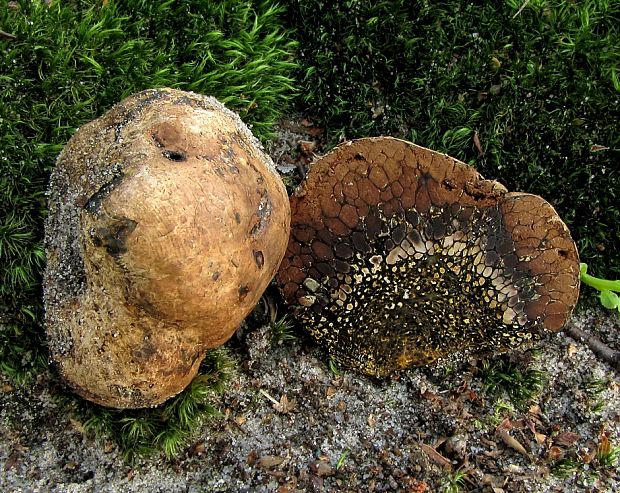 hráškovec obyčajný Pisolithus arhizus (Scop.) Rauschert