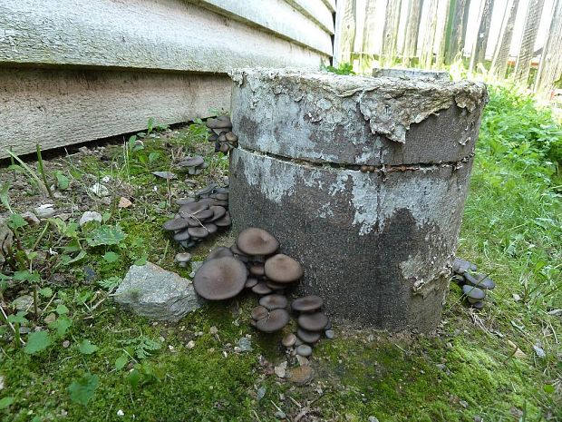 hliva ustricovitá Pleurotus ostreatus (Jacq.) P. Kumm.