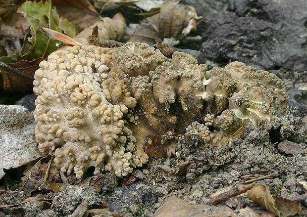 trúdnik klobúčkatý Polyporus umbellatus (Pers.) Fr.