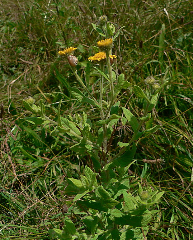 blšník červienkový - blešník úplavičný Pulicaria dysenterica (L.) Bernh.