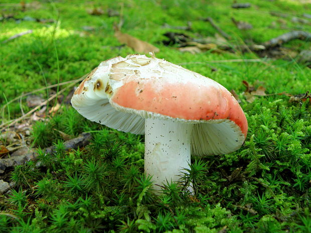 plávka Russula sp.