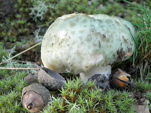 plávka zelenkastá Russula virescens (Schaeff.) Fr.