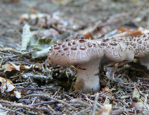 jelenkovec škridlicovitý Sarcodon imbricatus (L.) P. Karst.