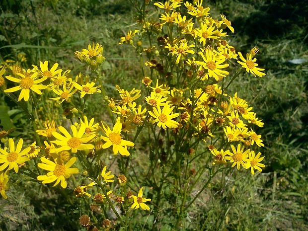 že by starček jakubov Senecio jacobaea L.